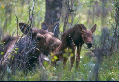 Moose Mother and Newborn Calf