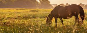 Grazing horse