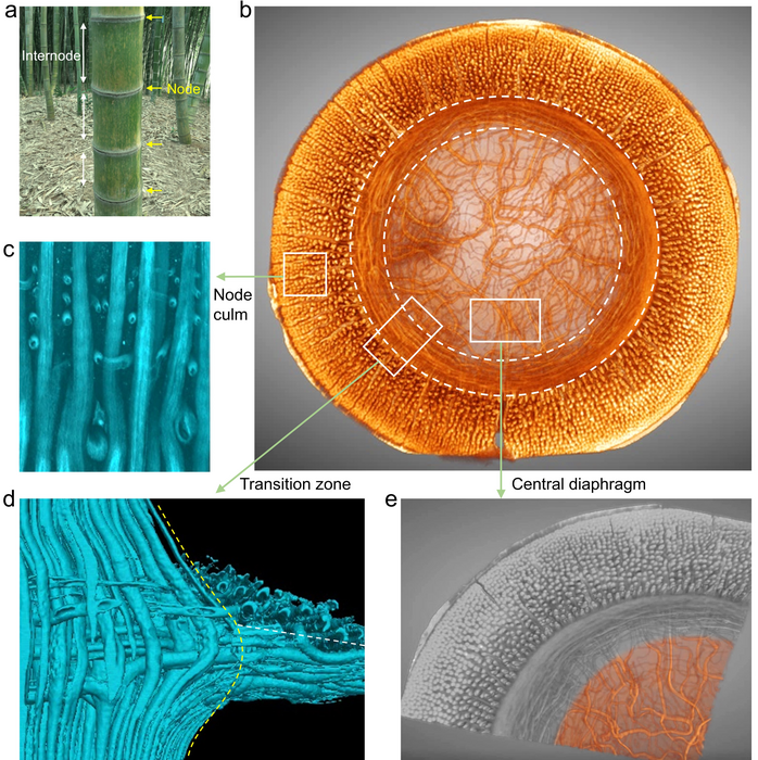 Hierarchical fiber structure of the bamboo node