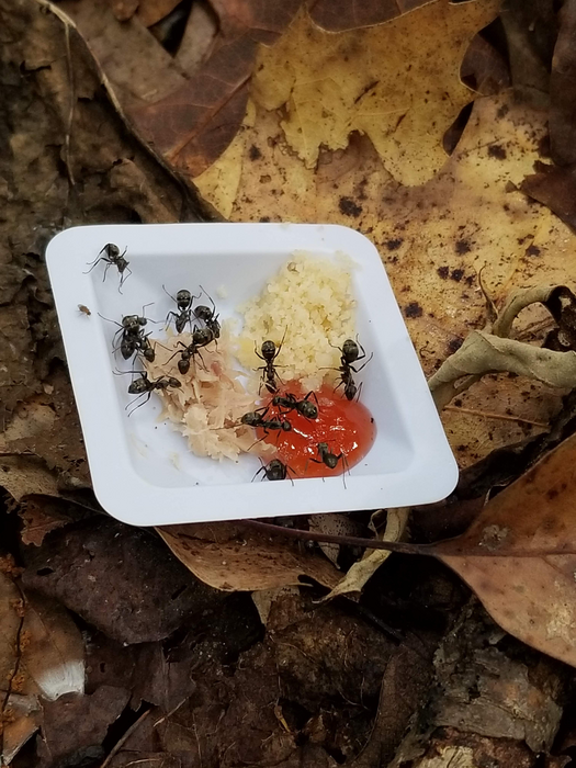 Ants at a bait station for climate study