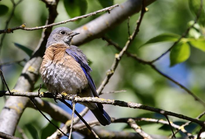 Western bluebird