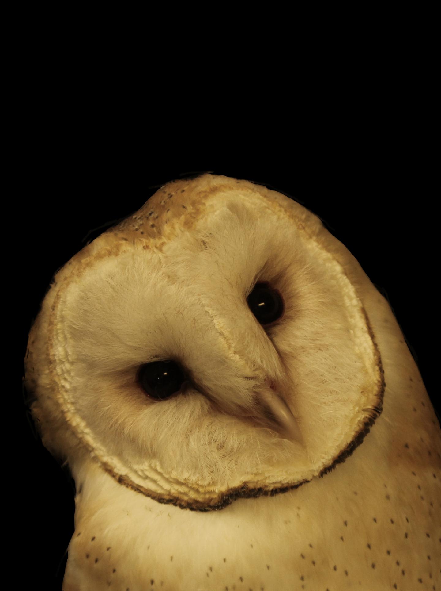 Owl Cocked Head