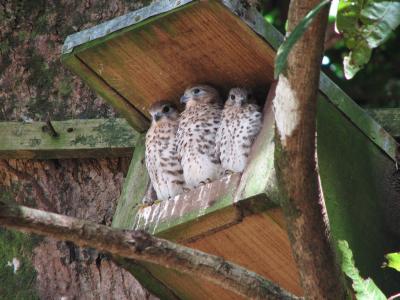 Mauritius Kestrels