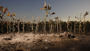 Corn yields and climate change