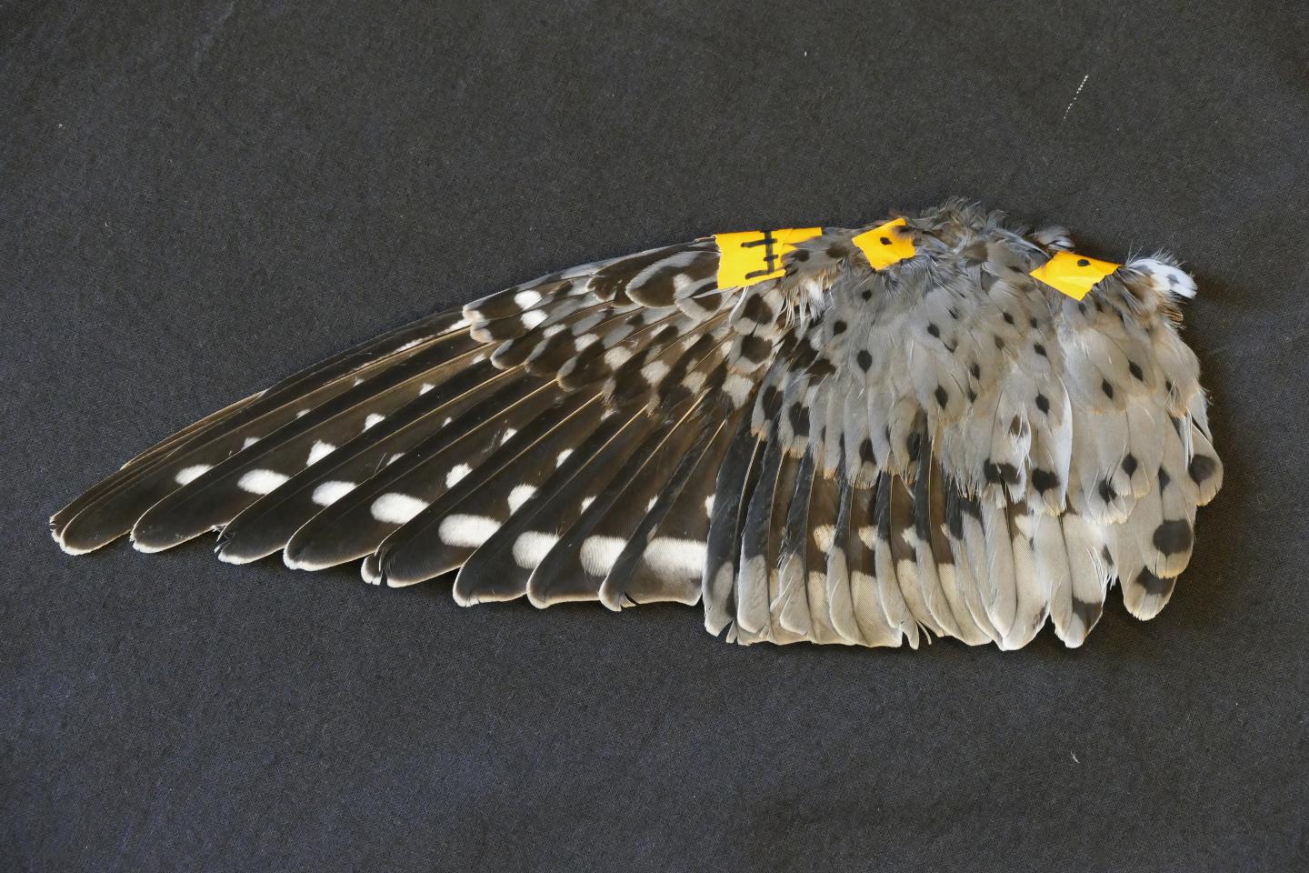 Whether Birds Flap, Glide, or Soar Determines Wing Range of Motion (But Not Wing Shape) (4 of 9)