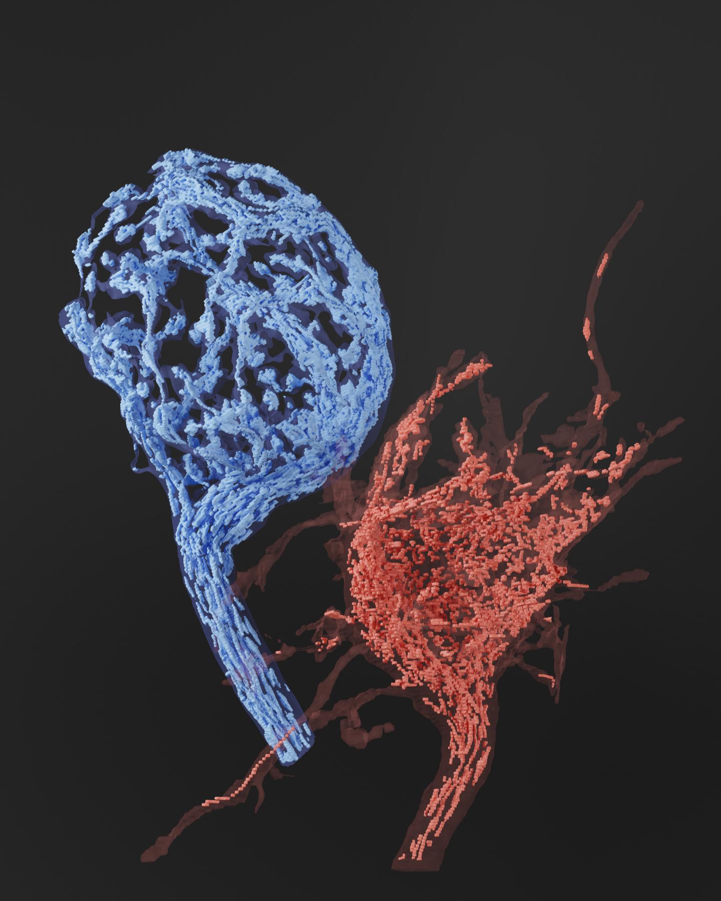 Mitochondria Volumes and Abundance at the Calyx of Held