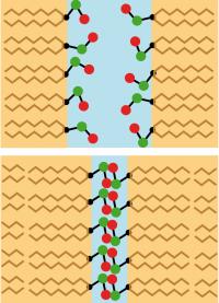 At Smaller Distances, Lipid Molecules Rule
