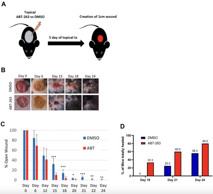 Topical ABT-263 treatment reduces aged skin senescence and improves subsequent wound healing