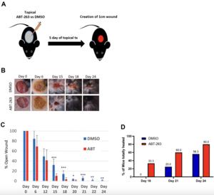 Topical ABT-263 treatment reduces aged skin senescence and improves subsequent wound healing