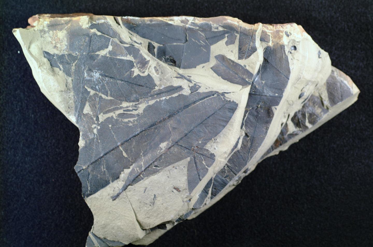 Prehistoric Antarctic Plant Remnant