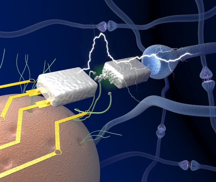 Graphic Depiction of UMass Amherst Neuromorphic Memristor