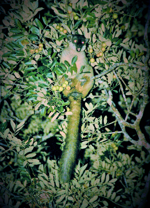 Lemur, fruits, seeds, and biodiversity (Photo B)