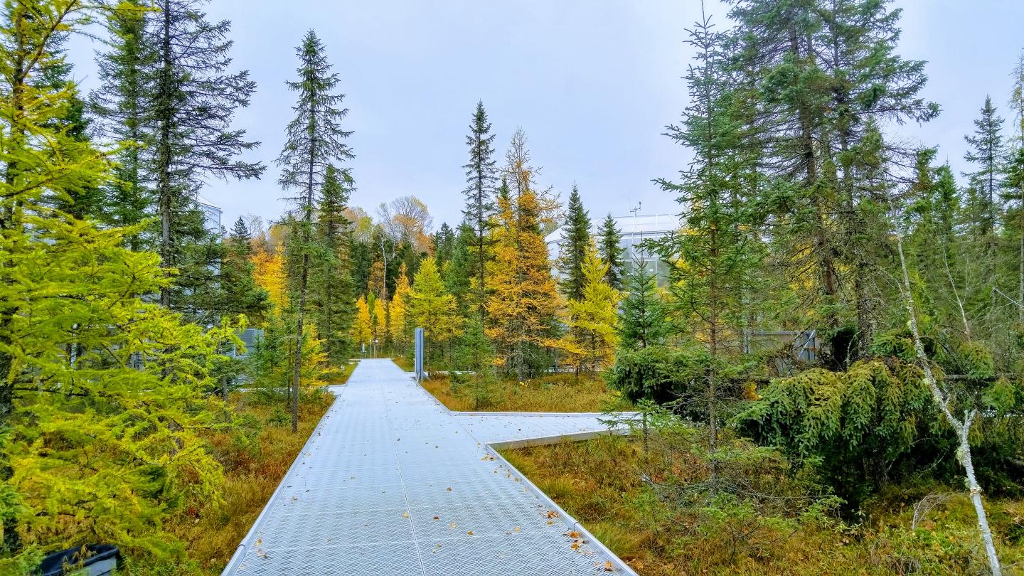 A Bog Responds to Warming, with and without Elevated CO2