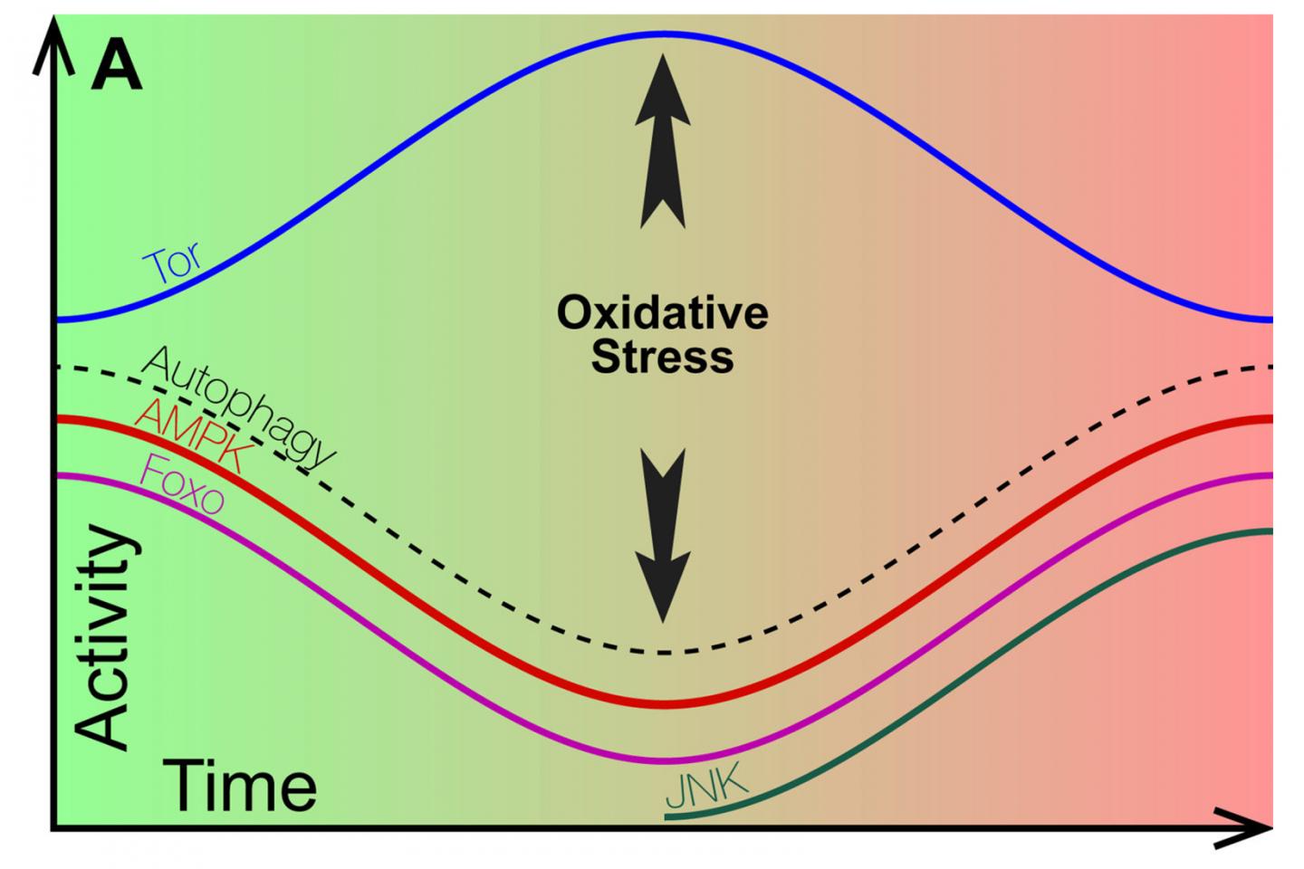 Early and late phase of degeneration