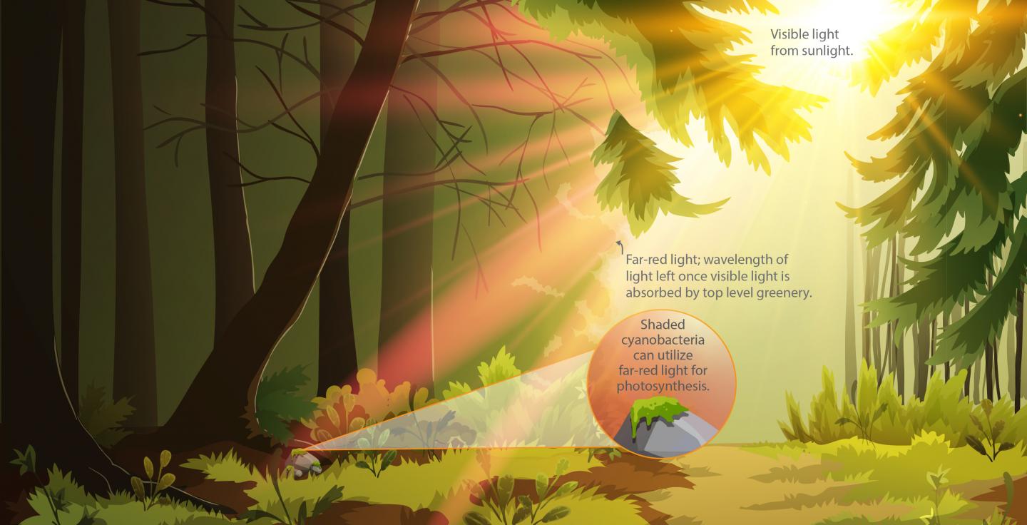 Cyanobacteria Photosythesis