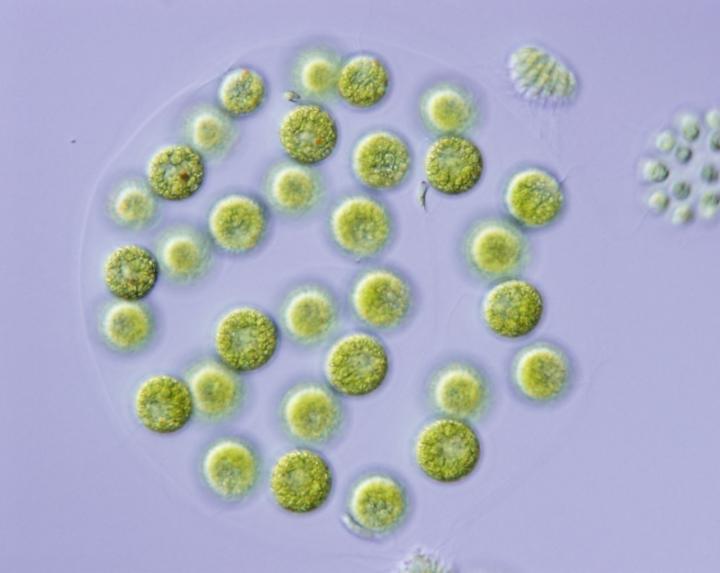 Genetic Origins of the Two Sexes