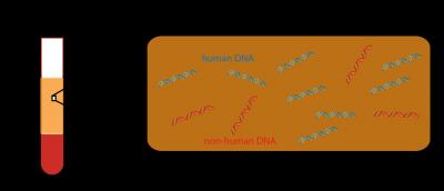 Cell-Free DNA Analysis Offers Window Into Immune System