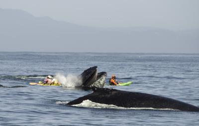 Quantifying Evolutionary Impacts of Humans on the Biosphere Is Harder Than It Seems