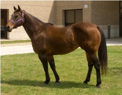 American Quarter Horse Mare