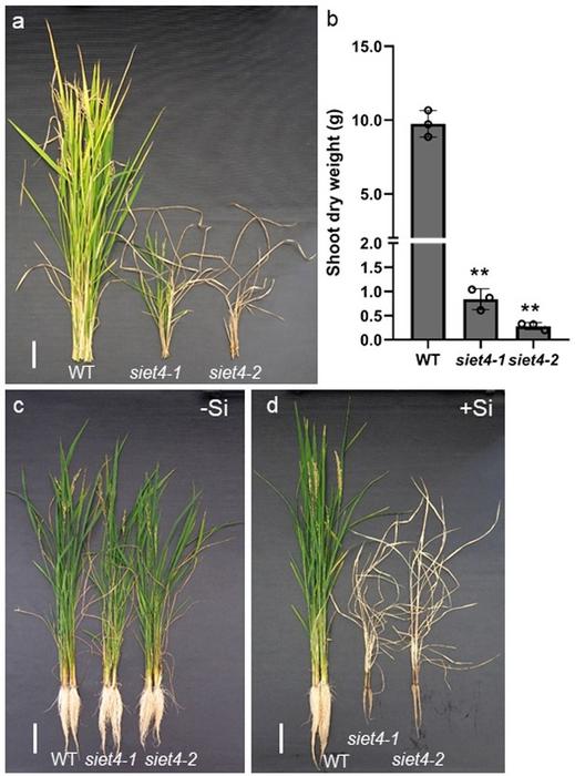 Rice SIET4 knockout mutants die in the presence of Si