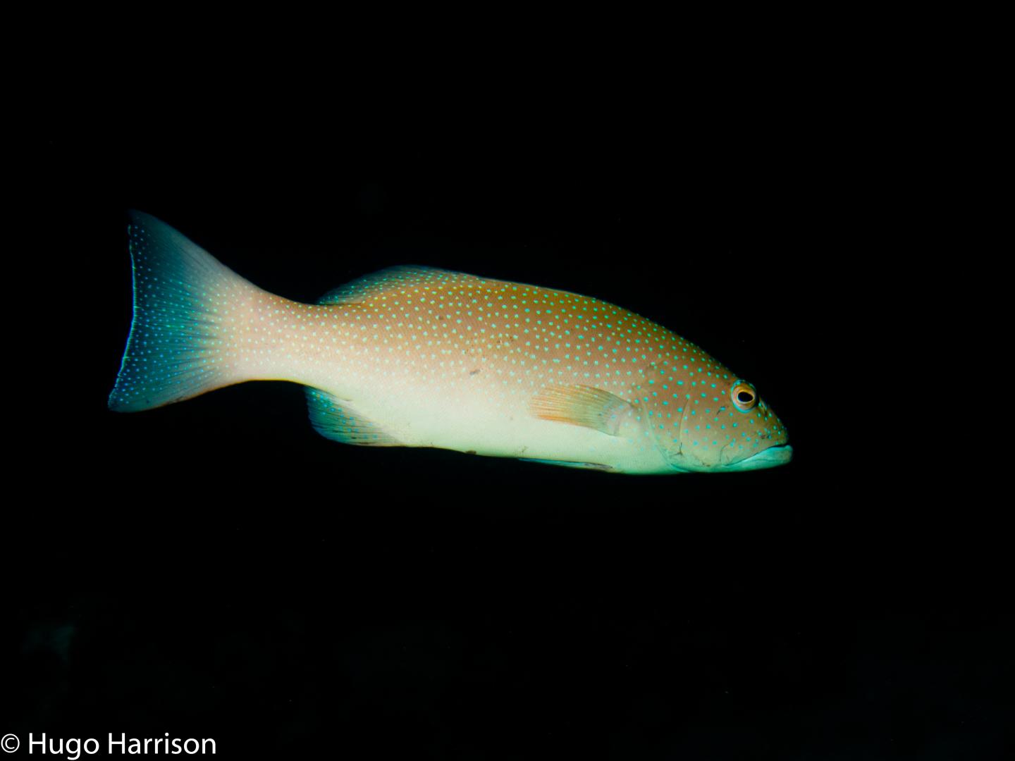 Coral Grouper