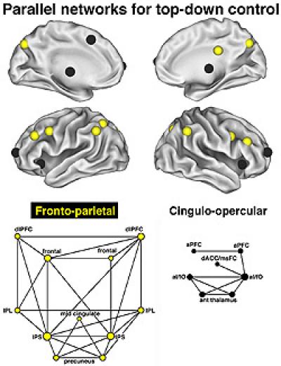 Parallel Networks for Top-Down Control