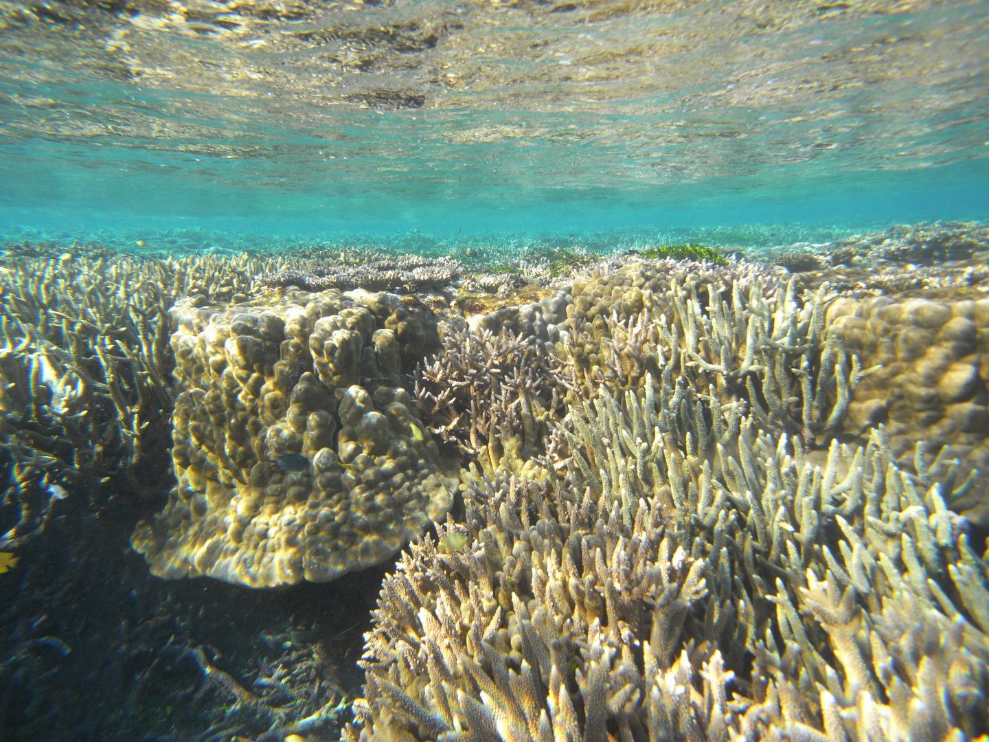 Great Barrier Reef coral in 2010