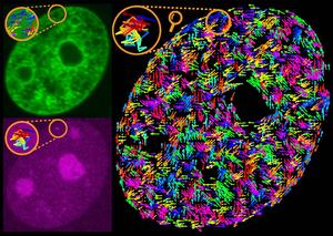 Visualization of the genome and a single gene in a human cell nucleus