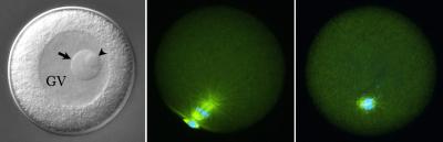 Nucleolinus, Surf Clam Egg (Lasered)