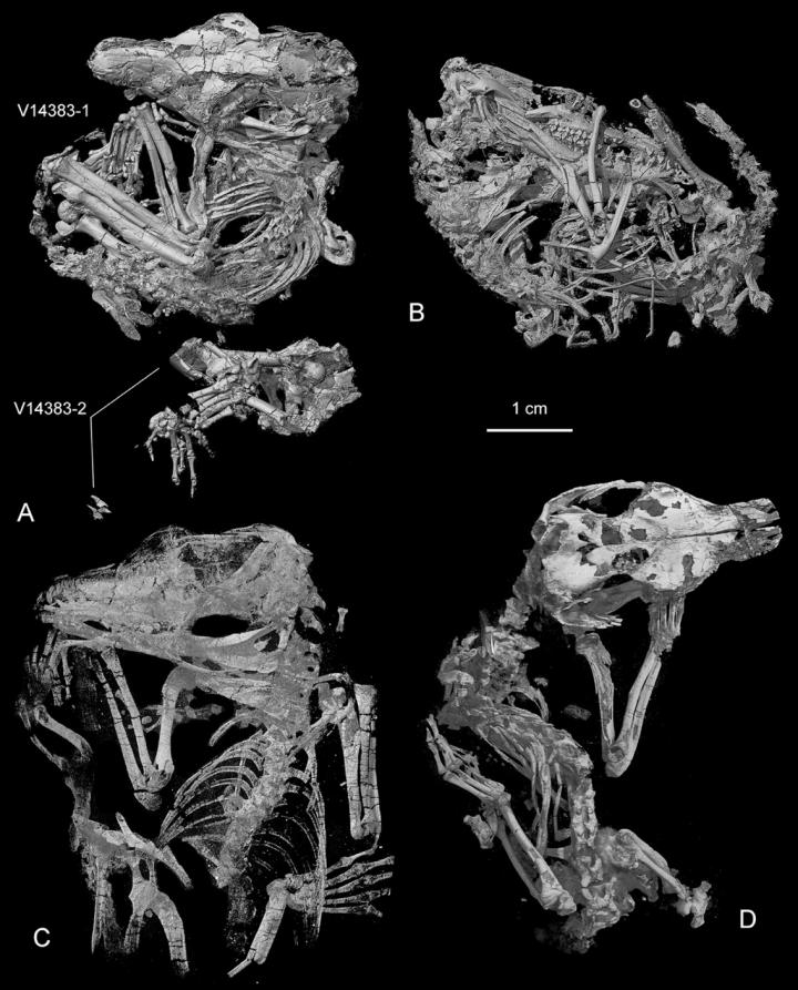 CT-Rendered Specimens of  Origolestes Lii Showing Similar at Rest Postures