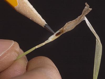 Wheat Shaft with Hessian Fly Larvae