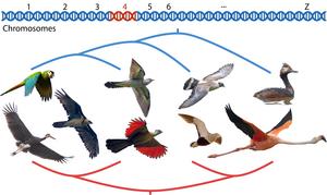 Chromosome section responsible for evolutionary grouping of flamingos and doves