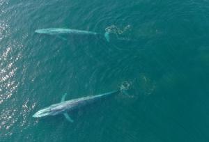 Blue whales in Monterey Bay