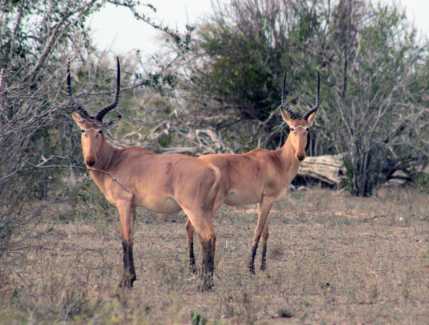 Endangered Antelope