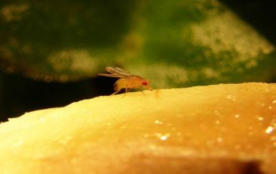 Fruit Fly Feeding