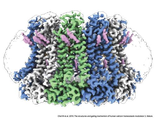 Calcium Homeostasis Modulator 2
