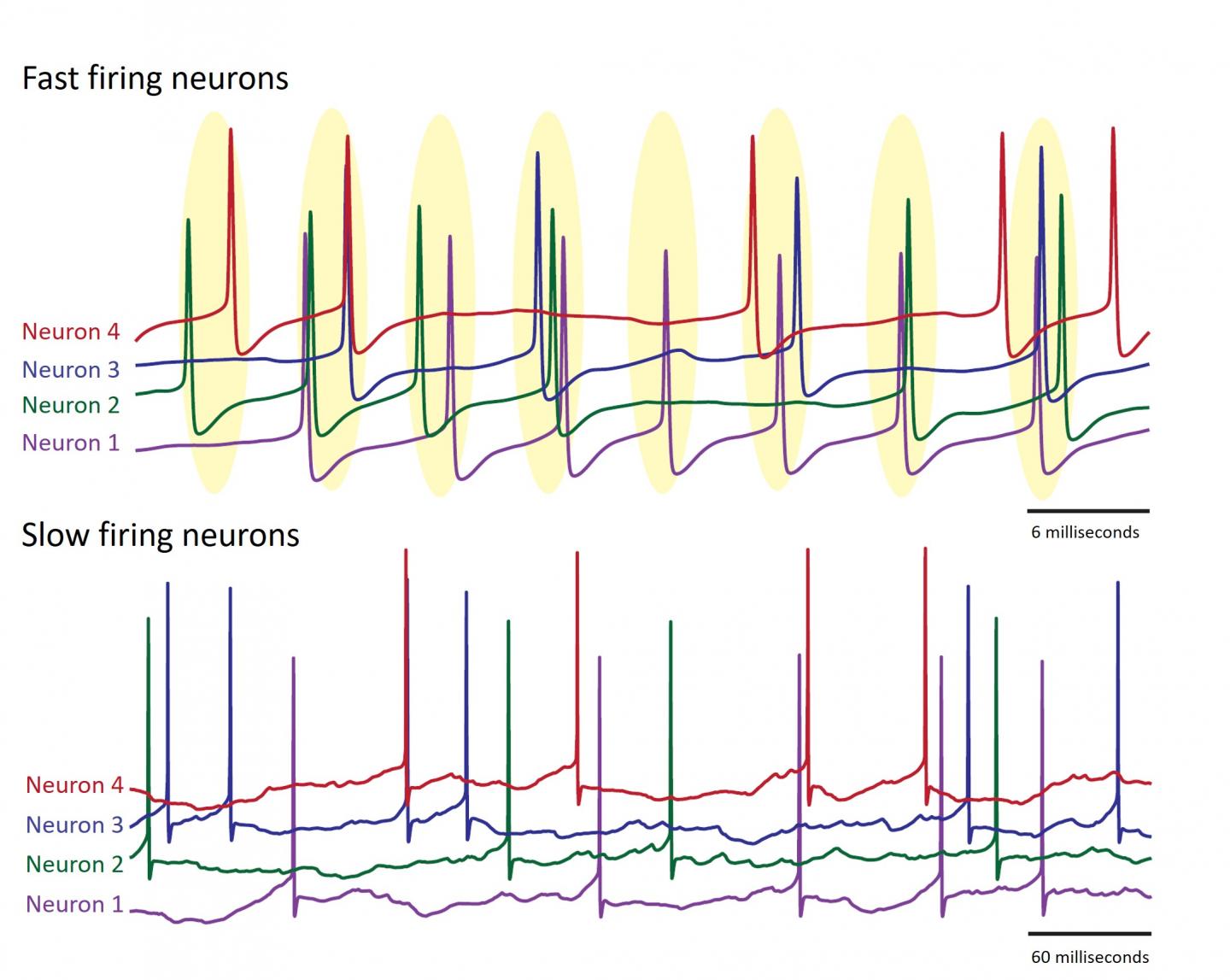 Presence and absence of loose synchronization in Purkinje neurons