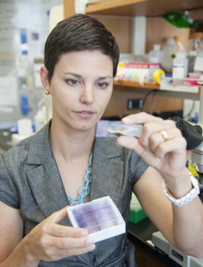 One Route To Malaria Drug Resistance Found