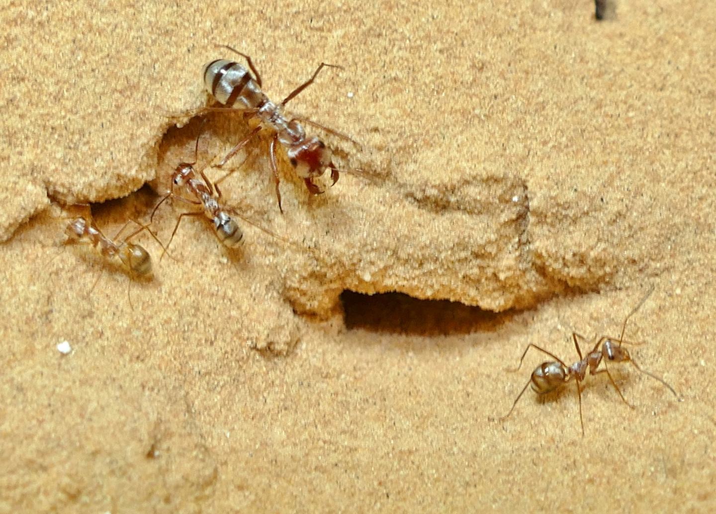 Saharan Silver Ants (<i>Cataglyphis bombycina</i>) Worker Ants