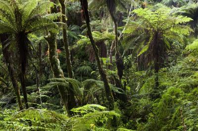 Primary Forest in a Biodiversity-Rich Region of Haiti, the Massif De La Hotte