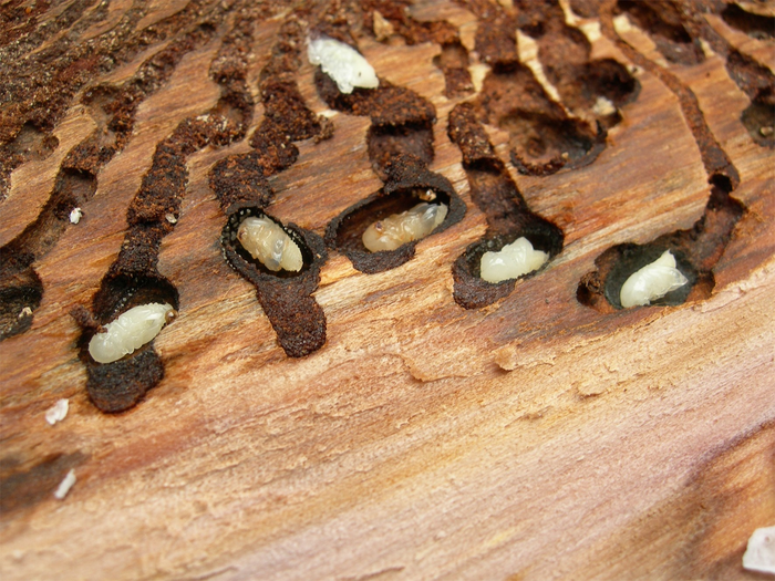 Conifer-killing beetles use smell of beneficial fungus to select host trees