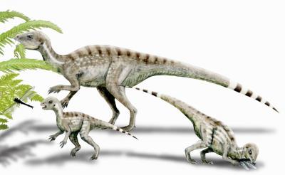 Heterodontosaurus, Adult and Juvenile