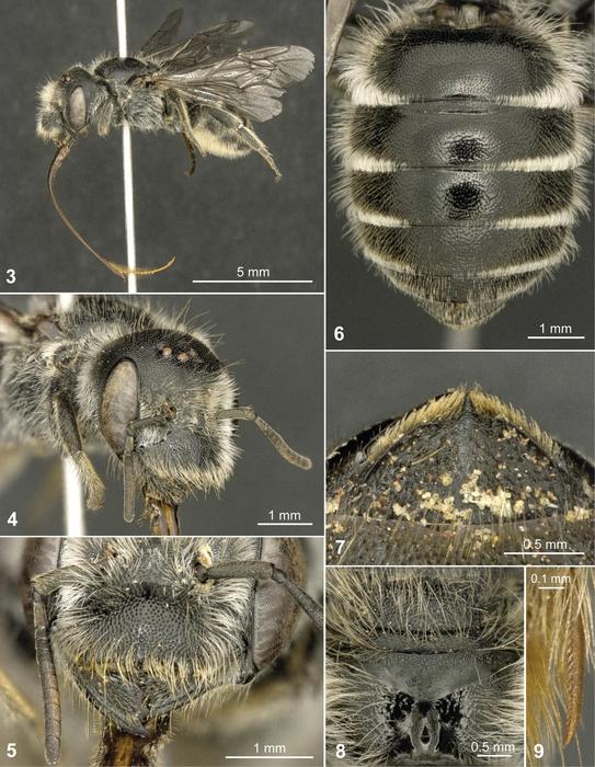 Hoplitis onosmaevae female holotype.