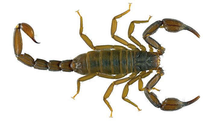 Adult <i>Pseudouroctonus maidu</i>