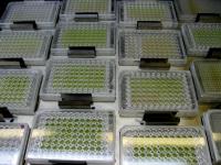 Fuel from Microalgae (2 of 2)