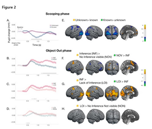 Pupil dilation (Experiment 1) and Brain activations (Experiment 2) during the Scooping and Object Out phases.