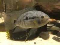 Black Acara Is Well-Established Invasive Fish Species in South Florida