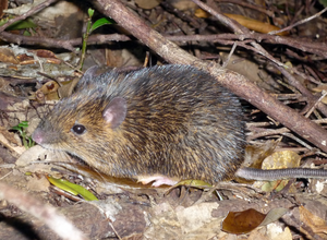 Amami spiny rat