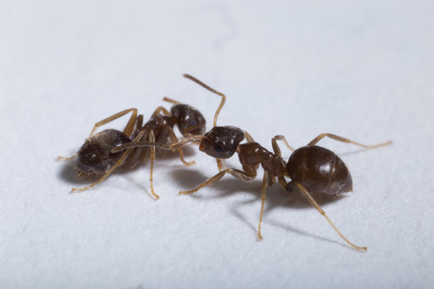 Garden Ant Workers