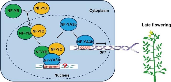 A model for the regulation of tomato flowering by NF-YA3b.